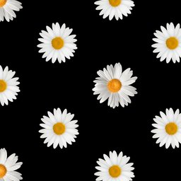 [STF1000] SATIN ESTAMPADO MARGARITAS FONDO NEGRO